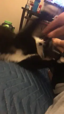 Why are you doing thiiiss