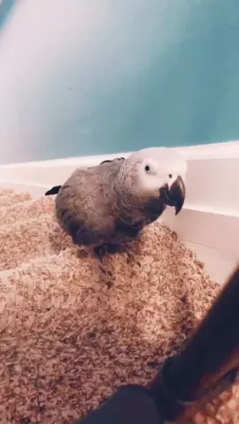 #bubber #africangrey He found me! No hiding in this house!