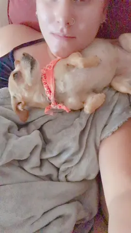 #napping on moms chest while she watches tiktok #messagesfromparis #dogsoftiktok #spoiled #foryou