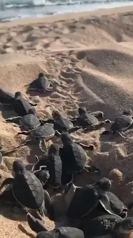 You can do it! 🐢 📍Yardie Homestead Caravan Park #australia #tiktoktravel #cute #foryou #foryoupage