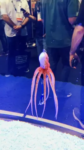 Never seen an octopus lure before 😳 #new #fishing #dayinthelife #lure #octopus