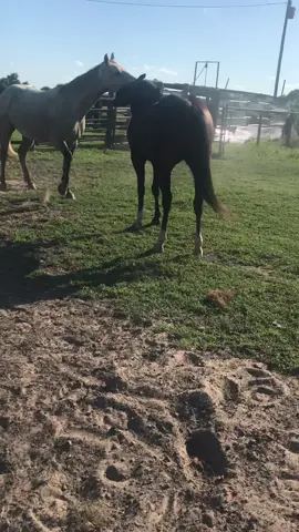The boys having a good ol’ time playing!  No one got hurt, this is what happens when horses play💖💗