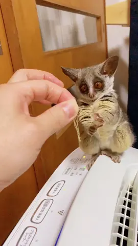 #youtube も見てね🐒😁💕 #ペットのいる暮らし #かわいい #癒し #cute #kawaii #family #lovely #pretty #pet #いいね #ペット #おすすめ