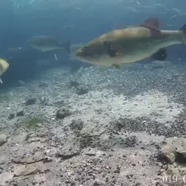 Found some fish with an underwater drone! #thefishwhisperer #petthoughts #foryou #fish
