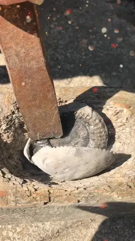 Ammonites lived in the deep Jurassic sea! 🌊 🌲 🦕 #fossil #fossils #ammonite #ammonites