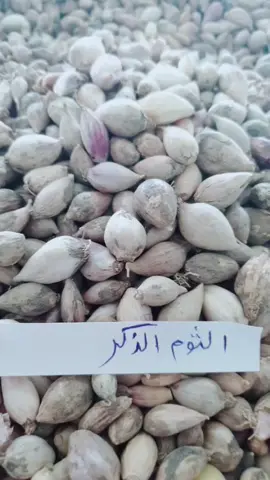 فوائد الثوم الذكر #المشاهير #الاكسبلور #تحدي_الصبغ #فوائد