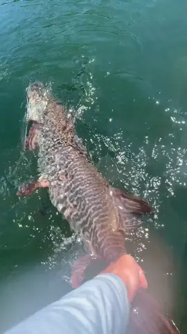 The RELEASE on my first ever Tiger Muskie!😳 #fishing #foryoupage #foryou #fish