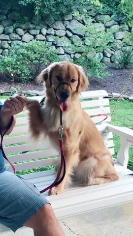 #NyaGolden , you’re such a lady😆🐾#GlowUp #animals #PetsOfTikTok #tiktokcreator #foryou