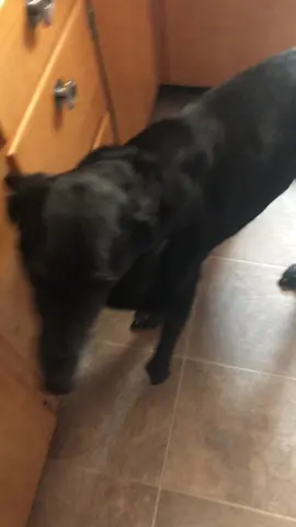 #PetsOfTikTok