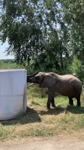 Elephant wardrobe 👚