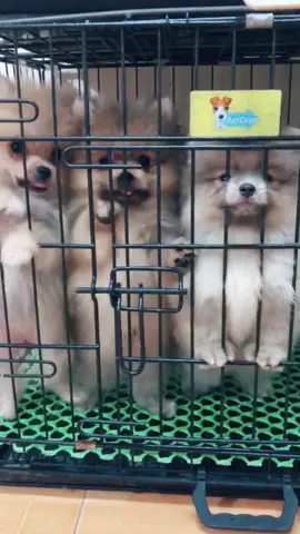 Sen ơi hứa ngoan mà cho các bé đi chơi nào#traipomeranianmerlehanoi #pomeranian #phocsoc
