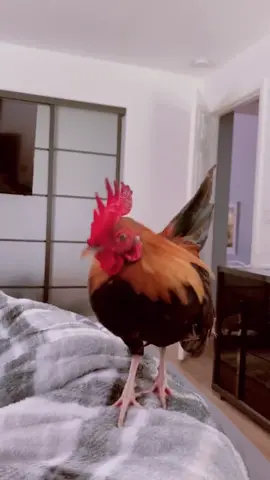Someone help... #foryou #foryoupage #sleeping #viral #rooster