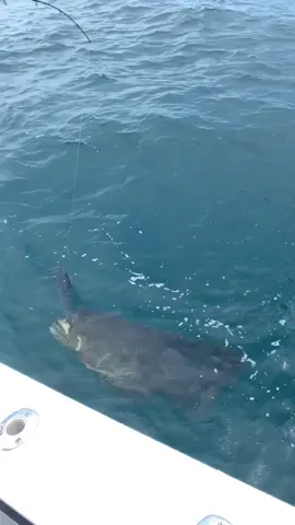When a giant grouper eats your 🐟 #thisisspooky #sendit #fishing #obsessed