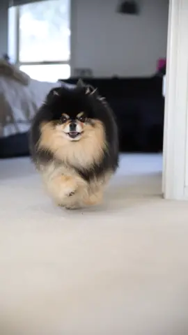 When ur hungry and mum says dinner is ready 💨 #tiktokmeme #dog #animals #pets