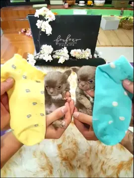 양말강아지옷만들기2 #강아지#치와와 #dog #댕댕이 #강아지옷 #멍멍이 #멍뭉이 #아기강아지 #도그캐슬 #오지네 #애완견#maltese #뽀로로 #방탄연탄 #키스