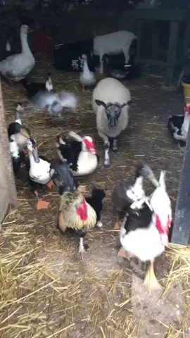 Saturday morning greetings and rush hour #farmrushhour ##rushhour