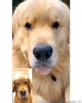 Saturdays are fur da boys 🧔🧔🐾🐾 #facetime #dogsoftiktok #dailyfluff #saturdaysarefortheboys