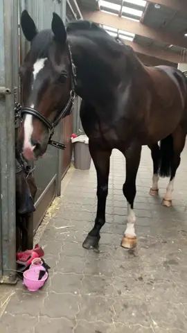 Die drei Süßen 🦄💕 welche Abstammung haben eure Pferde/Ponys ? ☺️ #fy #foryou #equestrian