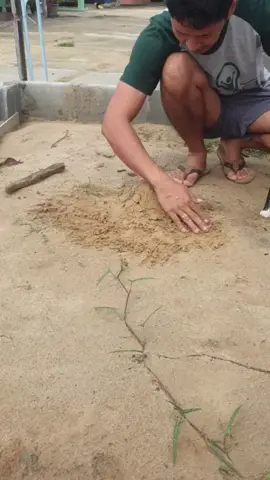 โบราณบอก(ที่ขี้แมว) ทำกองทรายกั้นหายใจเอาตูดแมวกะแทก 3 ที  #ก็ที่บ้านกูไม่มี