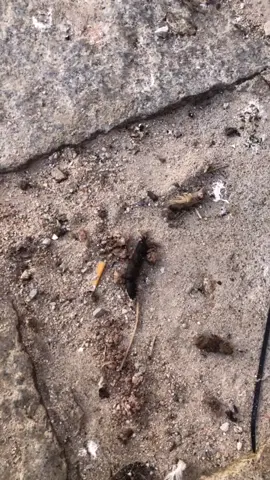 It’s you @giuliatartaglione [Instagram: virginiamontemaggi]