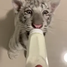 Bottle feeding little Airah 🐯🍼 #zwfmiami #tigers #animals  #gotmagic #babyanimals #cuteanimals