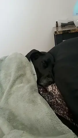 just a 90lb weight on me blanket🤦‍♀️ #pets #clingy#lazyday
