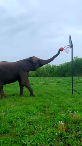 Elephant playing basketball 🏀 🐘