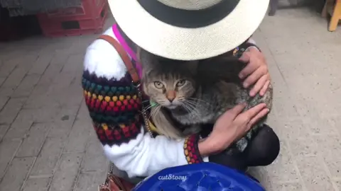 Cat I met in #Peru #travel #tiktoktravel