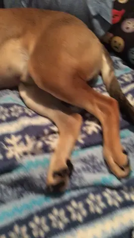 I turned my dog VSCO!! Lol what should I do next with him??#foyou