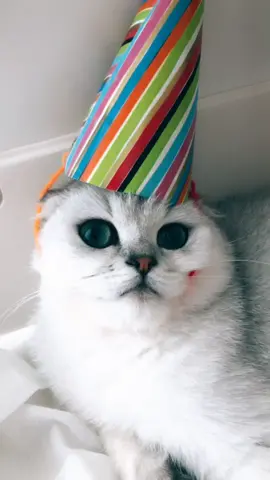 Happy first birthday Marshmallow! ❤️ #foryoupage #petbff