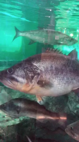 This is the biggest bass I’ve ever seen! #fishing #bassfishing #CollegeFootball #foryou #fyp