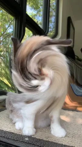 Something strange has been going on with my cat. 👽 #whirlpool