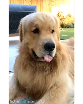 No probmlems today, only mlem mlems 😋🐾 #tongueout #dailyfluff #derp #mlem #blep #dogsoftiktok