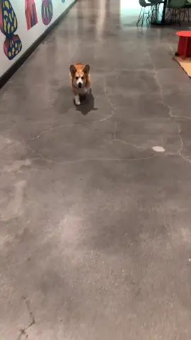 Hit the woah #tiktokdogs #corgi #fyp  #PetsOfTikTok