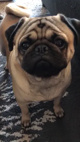 All of the above. #pug #pugs #dogsoftiktok #PetsOfTikTok #ilovepugs