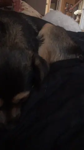 ❤️diogs!#WinningRL #beachday #imadeamistake #chaoticenergy #dog #featuerme #foru #foryourpage