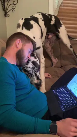 PAY ATTENTION TO ME DAD #fyp #dog #viral #greatdane #foryoupage #tiktokdogs #sassy #dogs #clyde