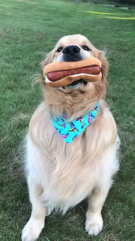 Yum I love hotdogs #justgooff #choices #funny #foryou #fyp #dog