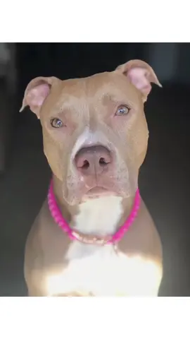 Model? Yes or no 🐶 #werktherunway #pitbull #foryou