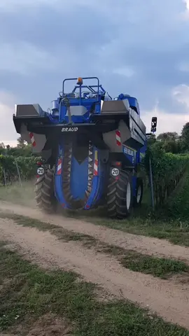 Grape Harvest 🍇🍷 #wein #newholland #wine #weinbau #traktor #grapeharvest #weinlese #vino #winzer