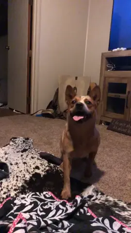#miniheeler #crackhead #boop #feauture