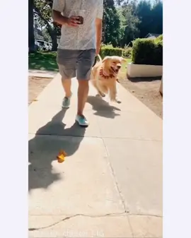 Got those #weekend feels. 🤪🐾 #WeekendVibes #dogsoftiktok #foryoupage #goldenretriever