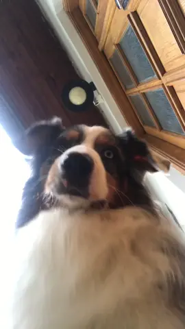 Who’s that? 🤓📱 #australianshephers #dog #aussie #foryou #foryoupage