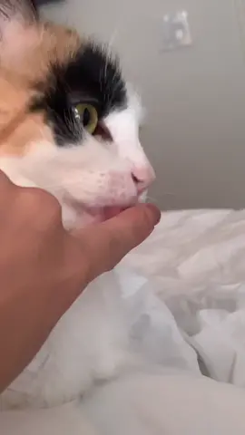 She’s like “okay fine I give you kisses” #cats #funny #fyp