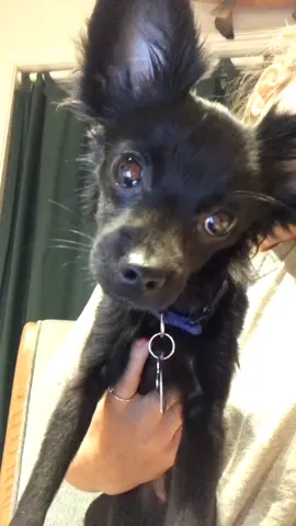 wait for his face at the end 😂😂😂 #foryou #fy #fyp #foryoupage #tiktok #tiktokpets #PetsOfTikTok