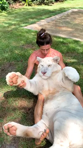 Rate our “Woah” !! 😅🐯 #makeitawesome #tiger #savethetigers #safari