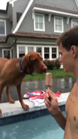 My dog is stupid #tiktok #makeitawesome #newphone #getswole #mindwanders