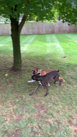 #bestfriend #boxerlife #knoxtheboxer #canine