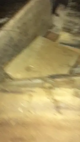 I saved this lil kitty