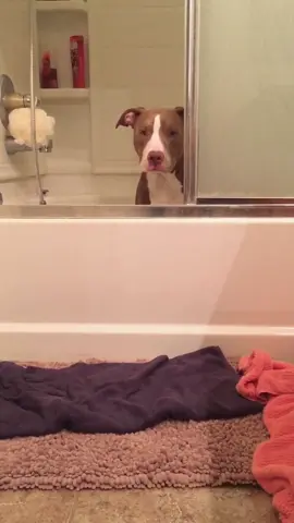 First time I got out the bath by myself 🐶 #throwback #pitbull #foryou